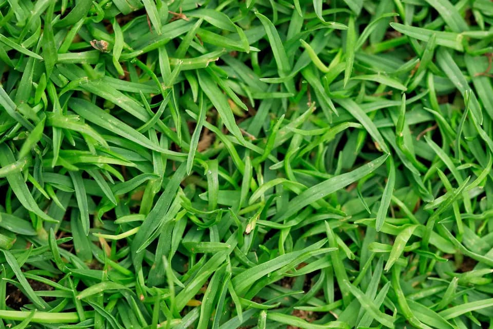 bermuda grass