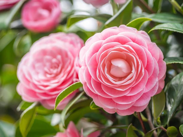 pink camellia japonica