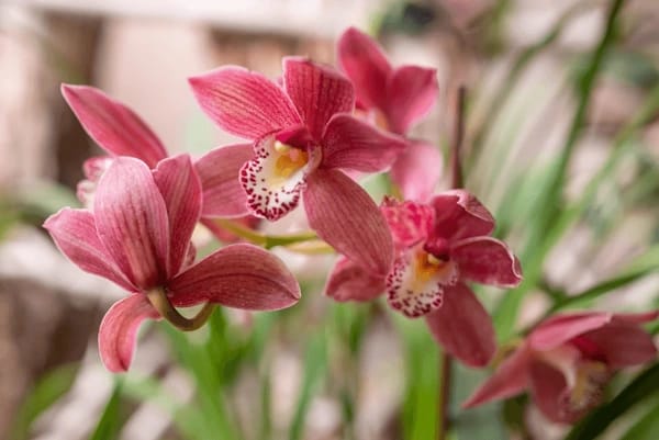 pink cymbidium boat orchid