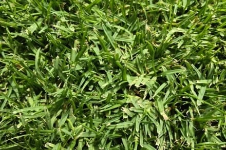 seashore paspalum grass