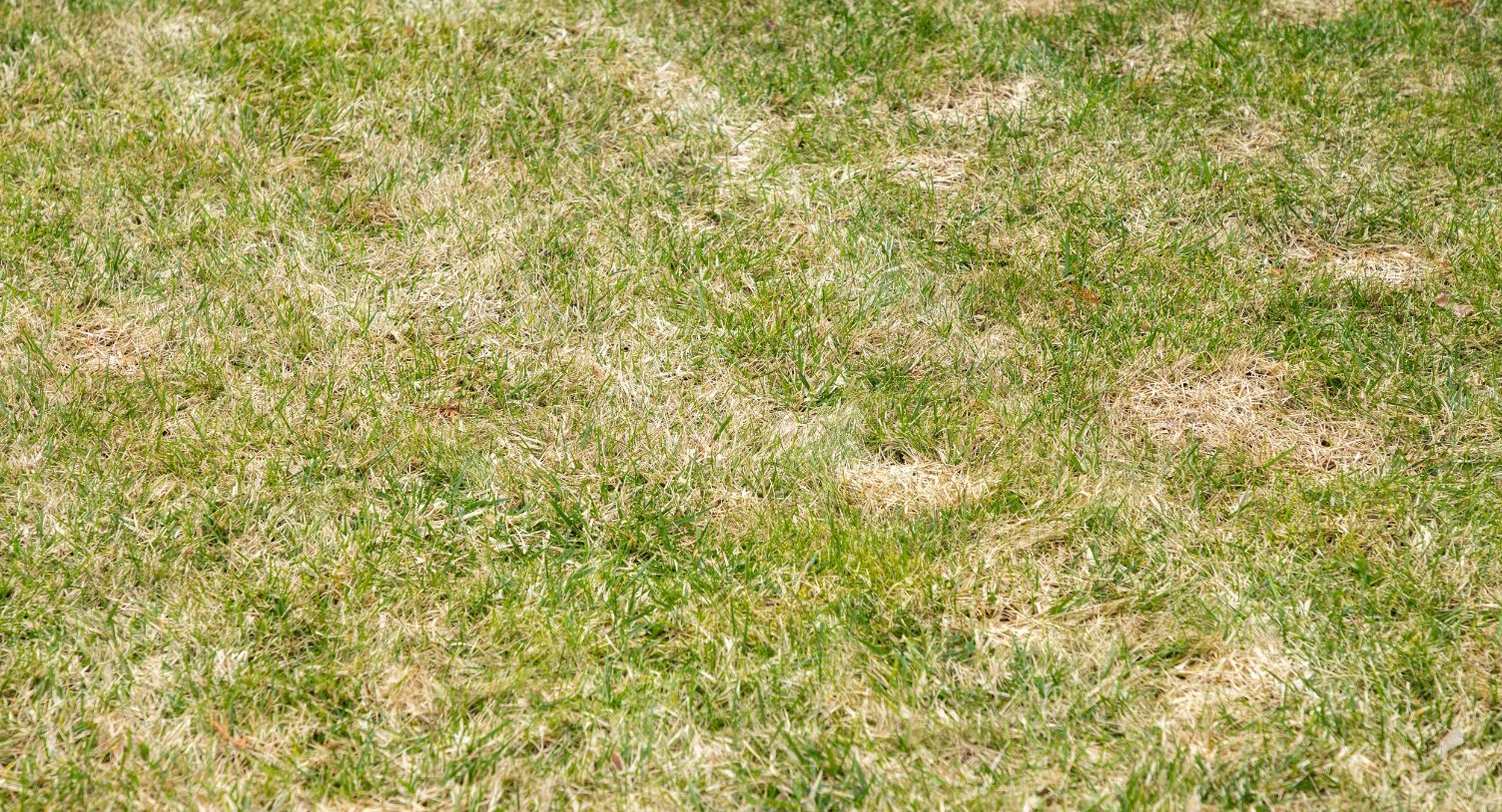 St Augustine grass with patches of dead and yellow grass growing
