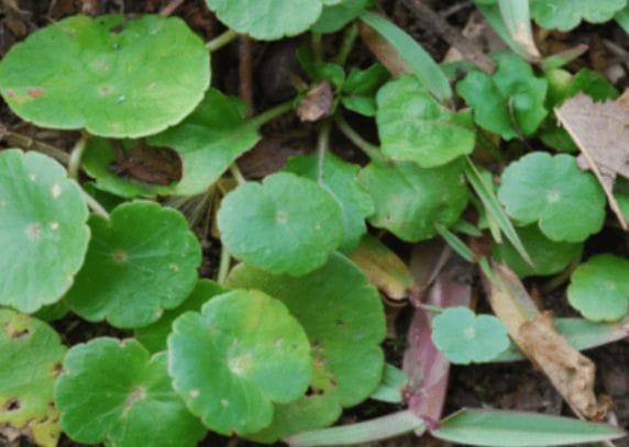 Close up of dollarweed