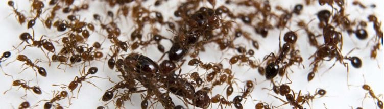 Fire Ants