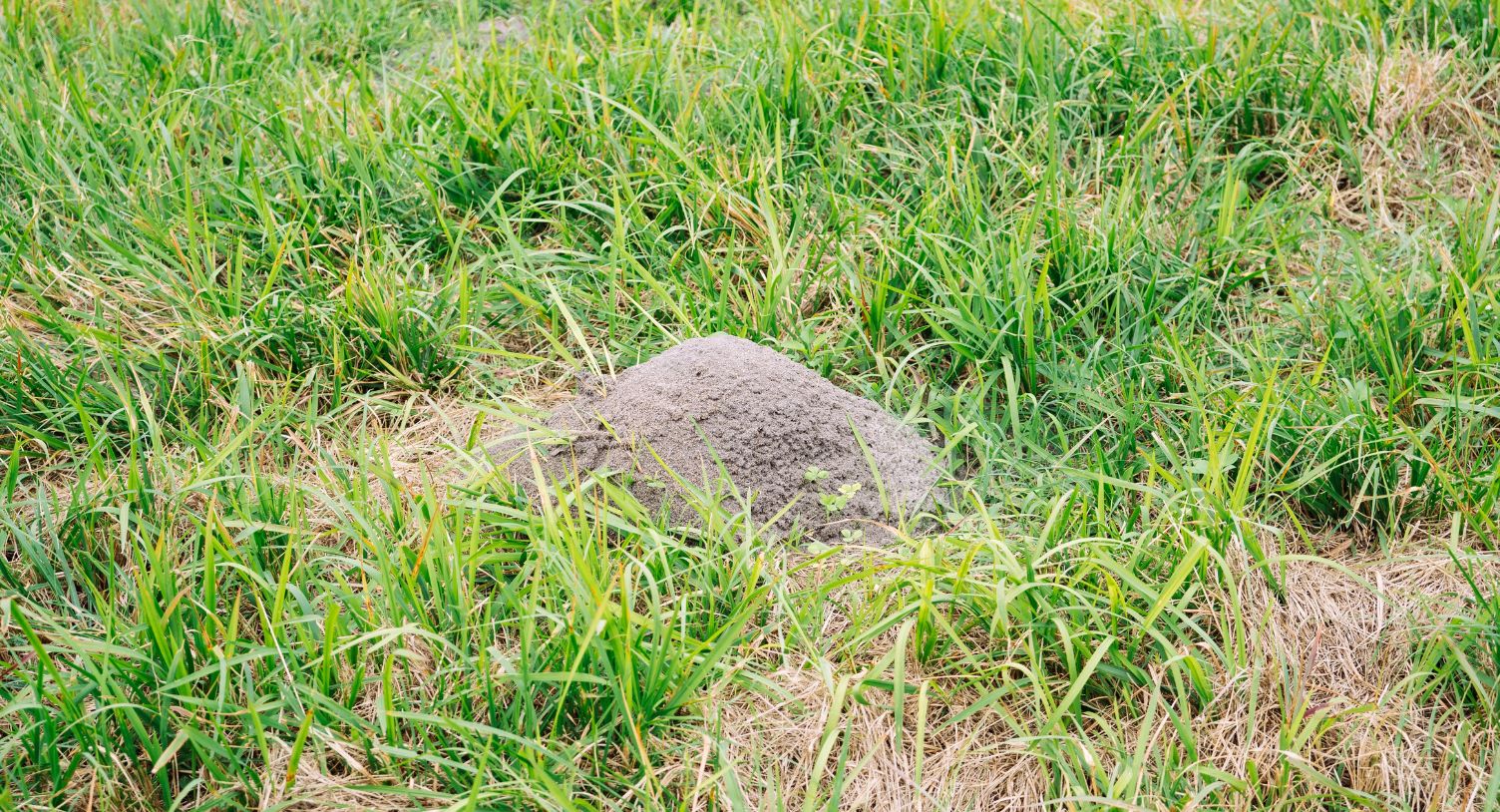 fire ant mound with grass
