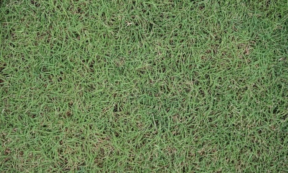 closeup of bermuda grass
