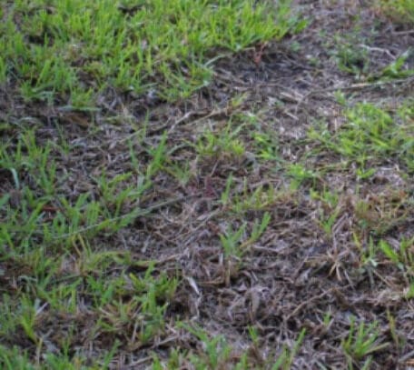 browning grass