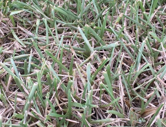 dry grass blades