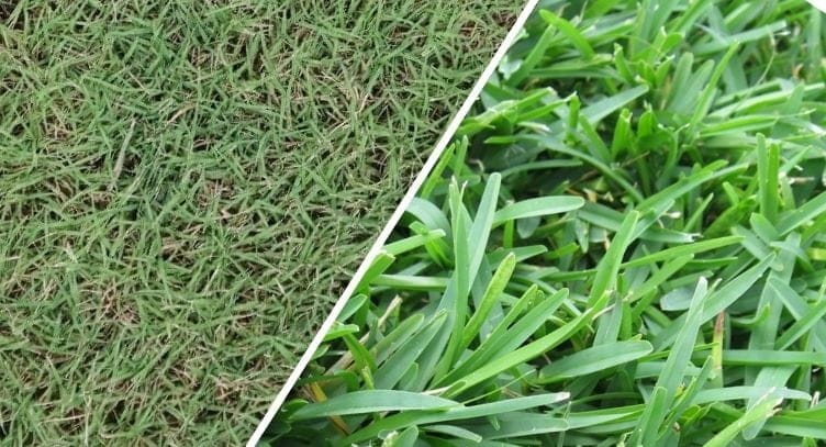 comparison of st. augustine grass and bermuda grass
