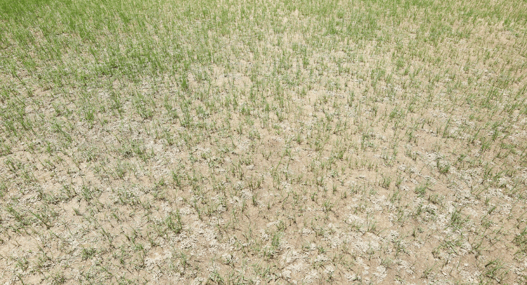 lawn suffering from drought