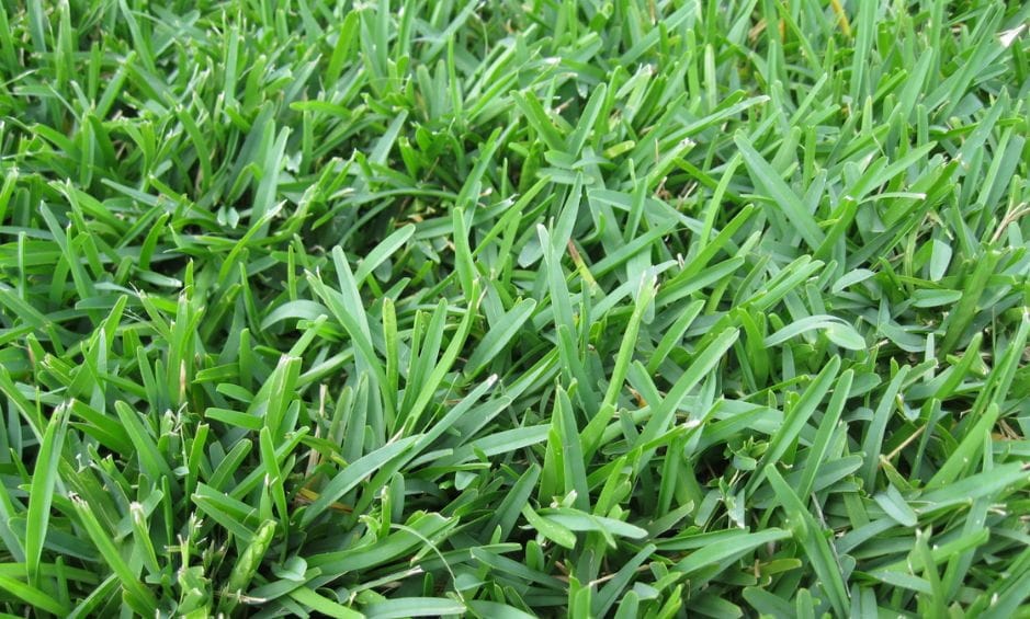 close up of st. augustine grass