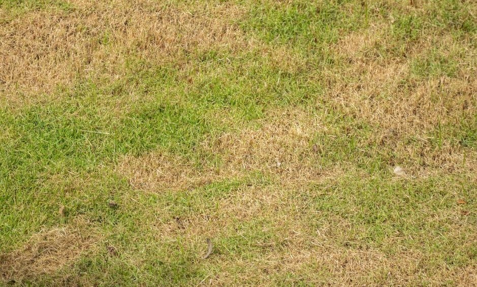 damaged lawn