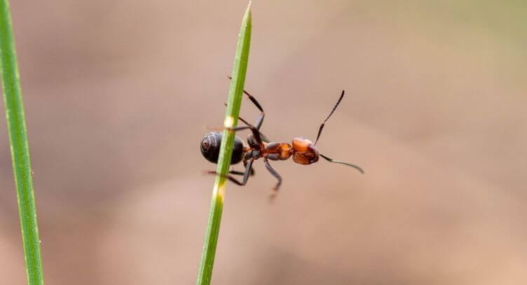 Fire ant on a blade of grass