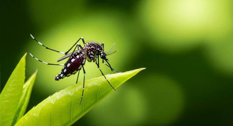 Mosquito on a blade of grass.