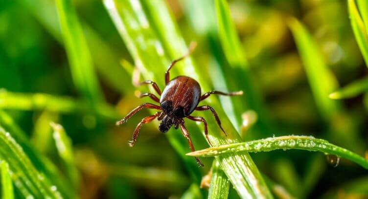 Tick on a blade of grass.