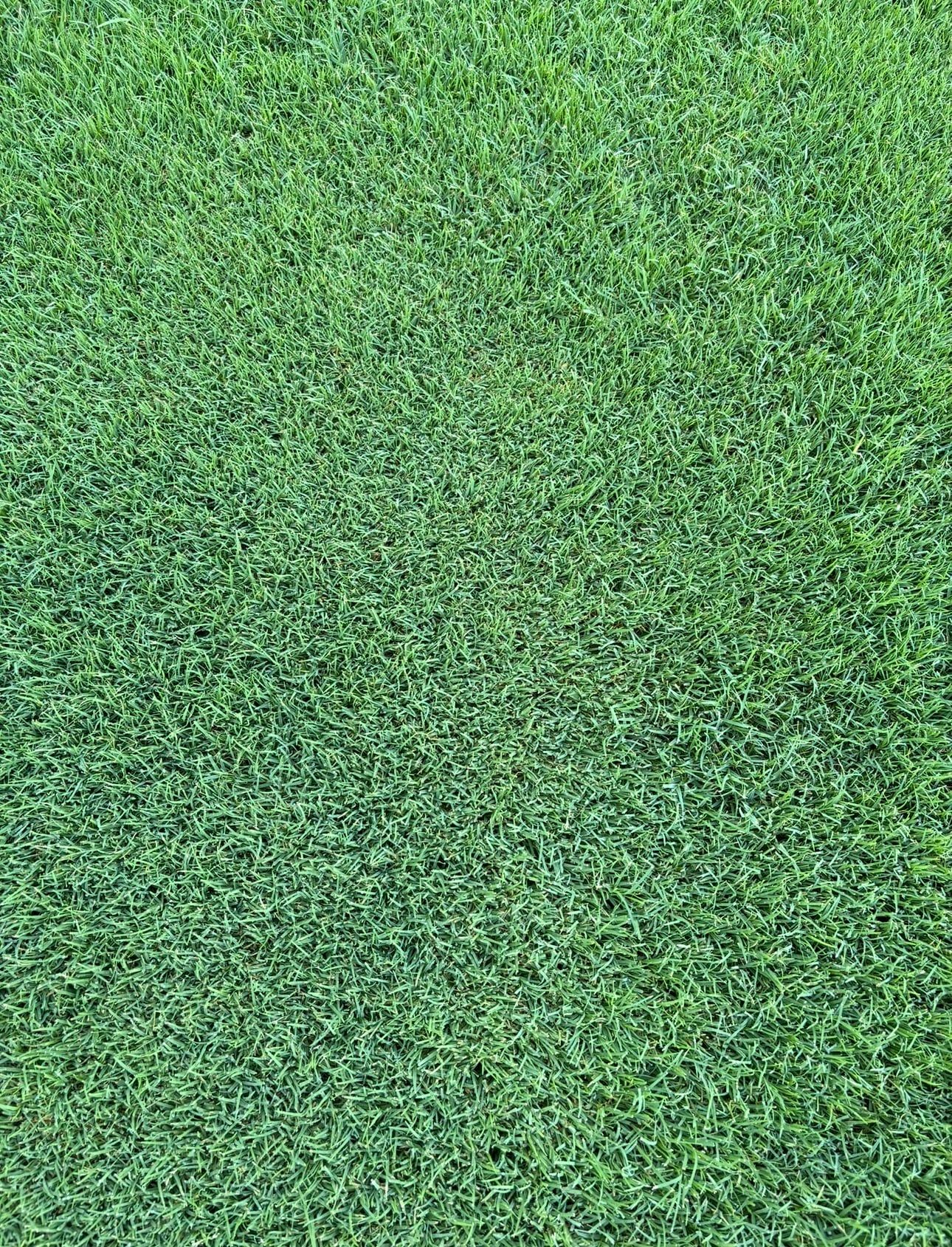 bermuda grass Florida