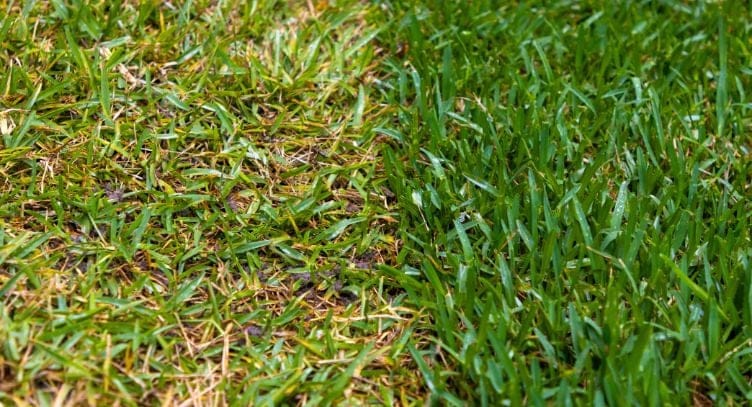 side-by-side comparison of dead grass and healthy grass