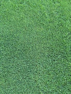 bermuda grass Florida