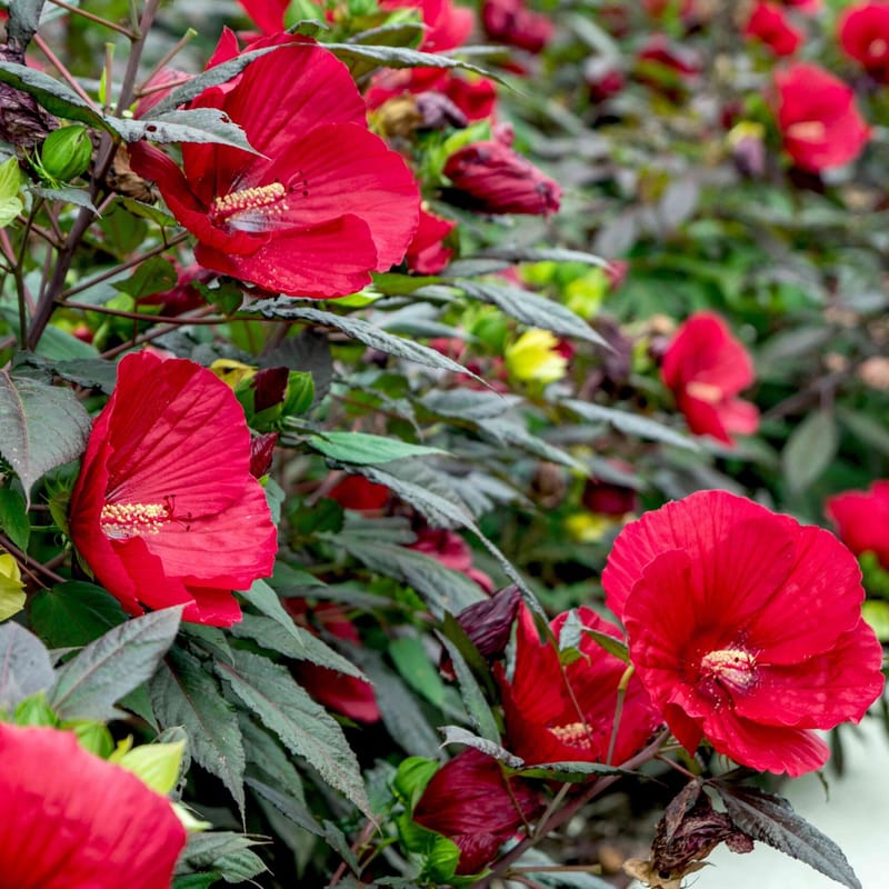 hibiscus bush