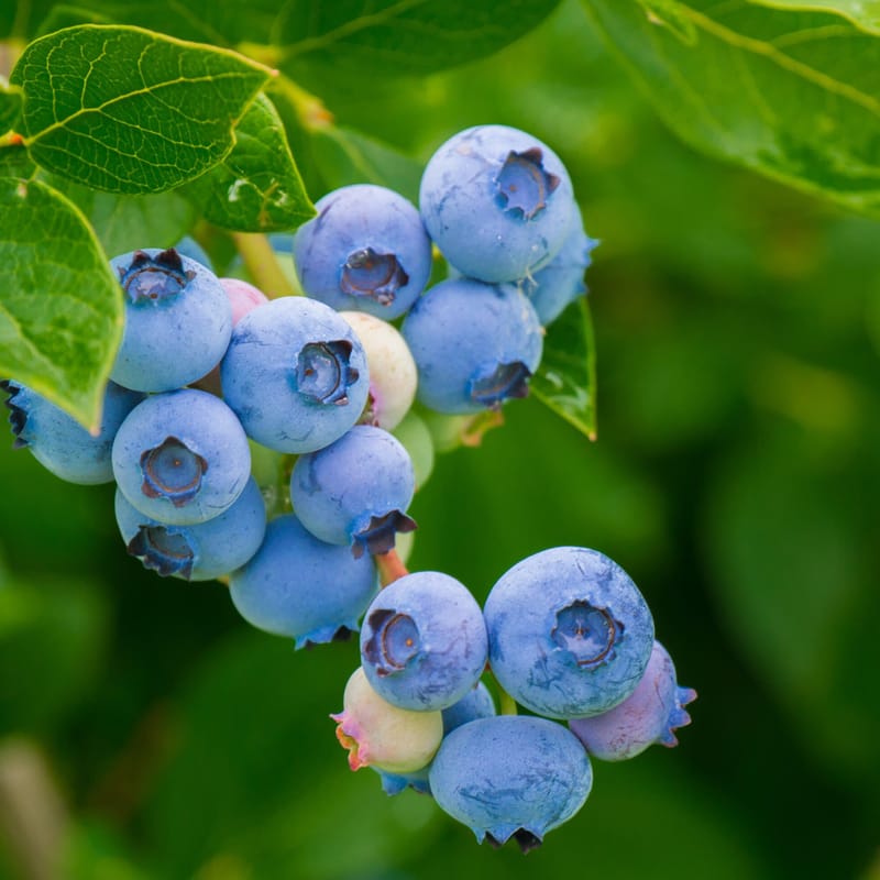 blueberries growing on trees