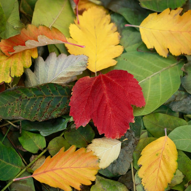 red, yellow, orange, and green leaves