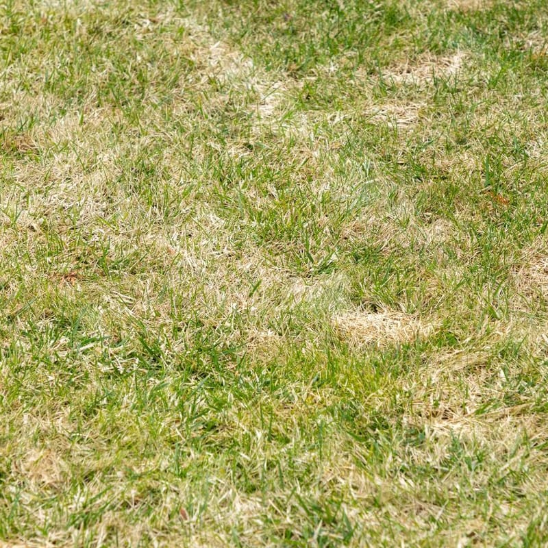 St Augustine grass with patches of dead and yellow grass growing