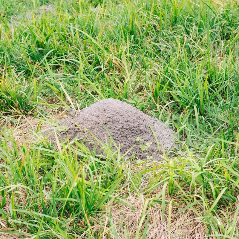 fire ant mound with grass