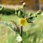 Annual Sow-thistle