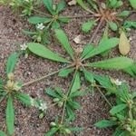 Carpetweed