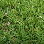 Annual Blue-eyed Grass