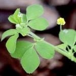 Black Medick