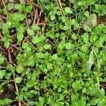 Common Chickweed