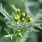 Common Groundsel