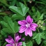Common Mallow