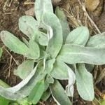 Cudweed
