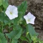 Field Bindweed