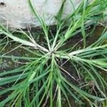 Goosegrass