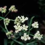 Hedge Parsley