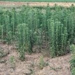 Horseweed