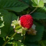 India Mock Strawberry