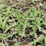 Large Crabgrass