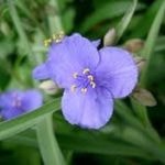 Ohio Spiderwort
