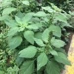 Pigweed