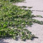 Prostrate Knotweed