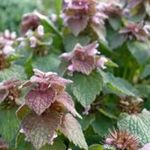 Purple Deadnettle