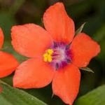 Scarlet Pimpernel