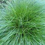 Sedges