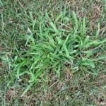Smooth Crabgrass