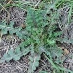 Spiny Sowthistle