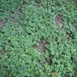 Sticktight Buttercup