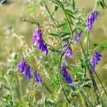 Vetch